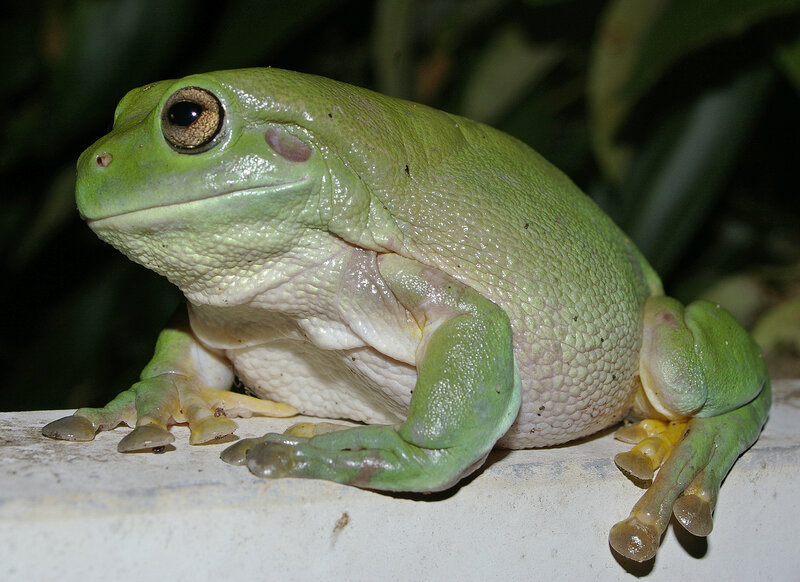 Green Tree Frog — Calm, Night, Photograph, Wall