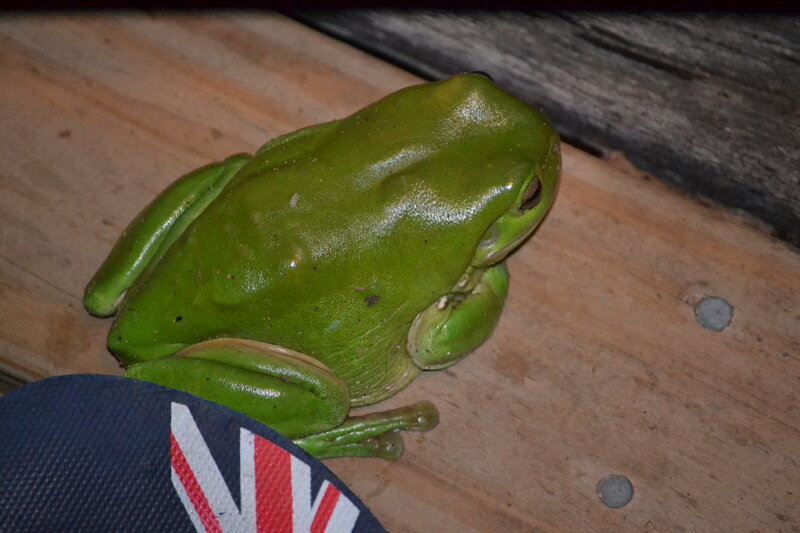 Green Tree Frog — Calm, Night, Photograph, Wooden Surface