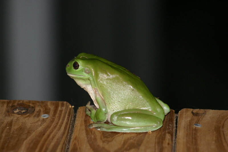 Green Tree Frog — Calm, Night