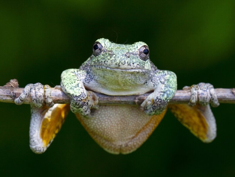 Green Tree Frog — Calm, Photograph, Branch, Brown