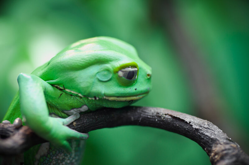 Green Tree Frog — Calm, Photograph, Branch, Forest