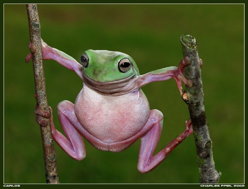 Green Tree Frog — Calm, Photograph, Branch, Green Background