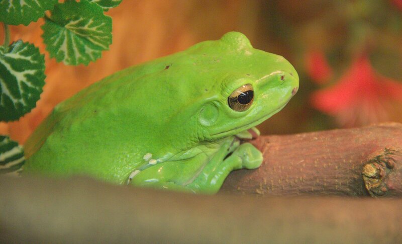 Green Tree Frog — Calm, Photograph, Branch, Leaf, Plant