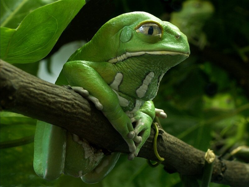 Green Tree Frog — Calm, Photograph, Branch, Leaf