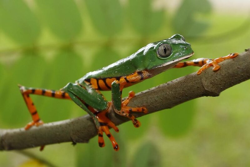 Green Tree Frog — Calm, Photograph, Branch, Leaves