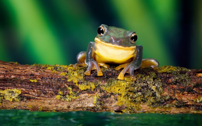 Green Tree Frog — Calm, Photograph, Branch, Moss