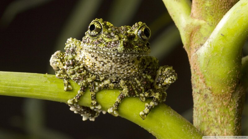 Green Tree Frog — Calm, Photograph, Branch, Plant
