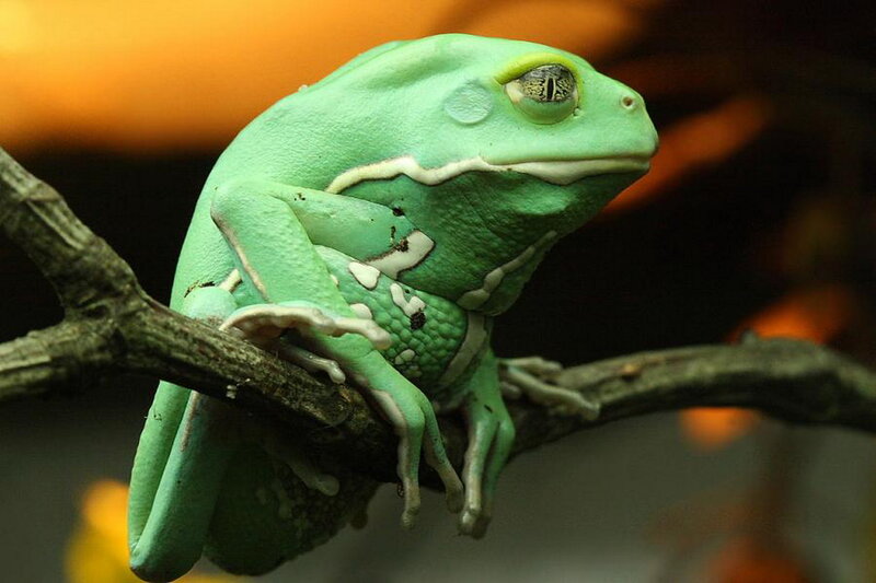 Green Tree Frog — Calm, Photograph, Branch