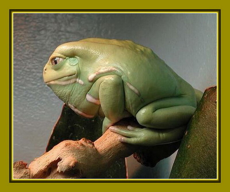 Green Tree Frog — Calm, Photograph, Branch, Wall