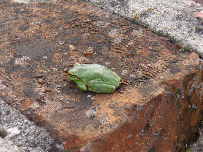 Green Tree Frog — Calm, Photograph, Brick