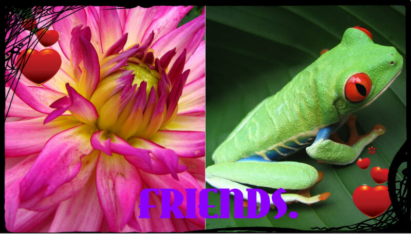 Green Tree Frog — Calm, Photograph, Flower, Hearts