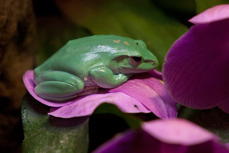 Green Tree Frog — Calm, Photograph, Flower, Leaf