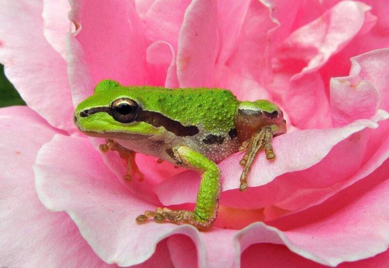 Green Tree Frog — Calm, Photograph, Flower, Petal