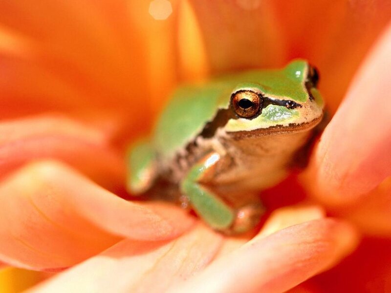 Green Tree Frog — Calm, Photograph, Flower
