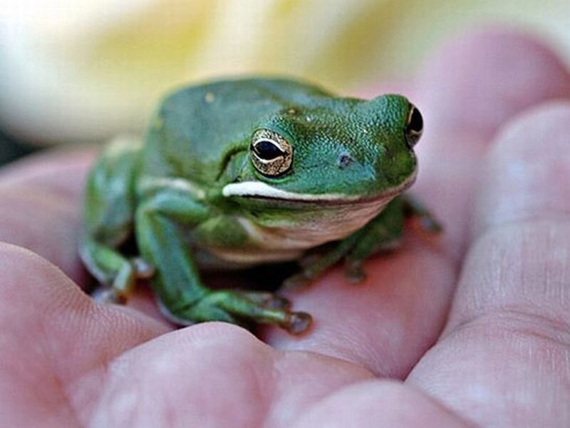 Green Tree Frog — Calm, Photograph, Hand