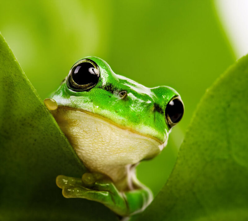 Green Tree Frog — Calm, Photograph, Leaf, Eye