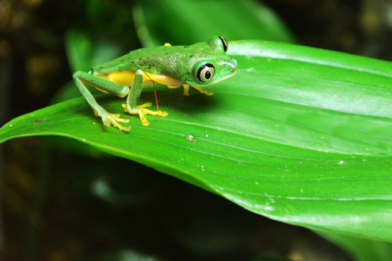 Green Tree Frog — Calm, Photograph, Leaf, Insect