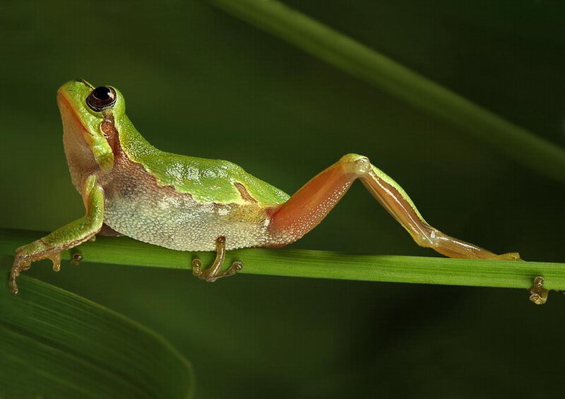 Green Tree Frog — Calm, Photograph, Leaf, Plant Stem