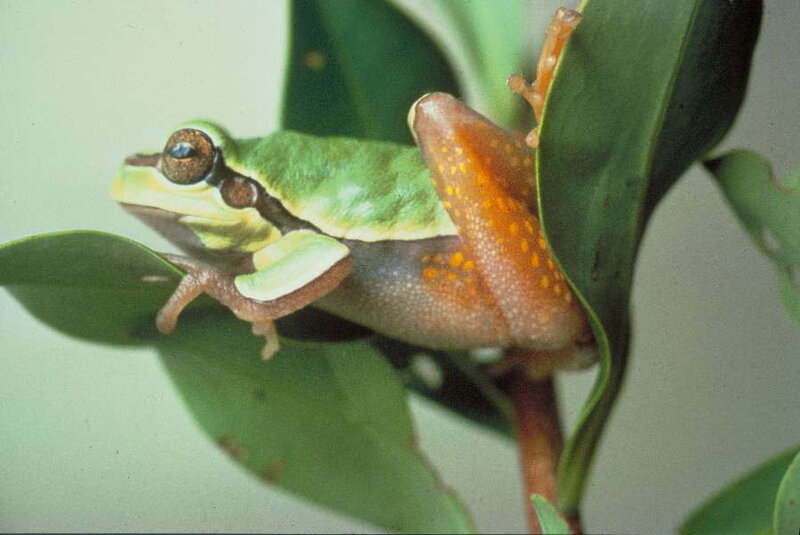 Green Tree Frog — Calm, Photograph, Leaf, Plant
