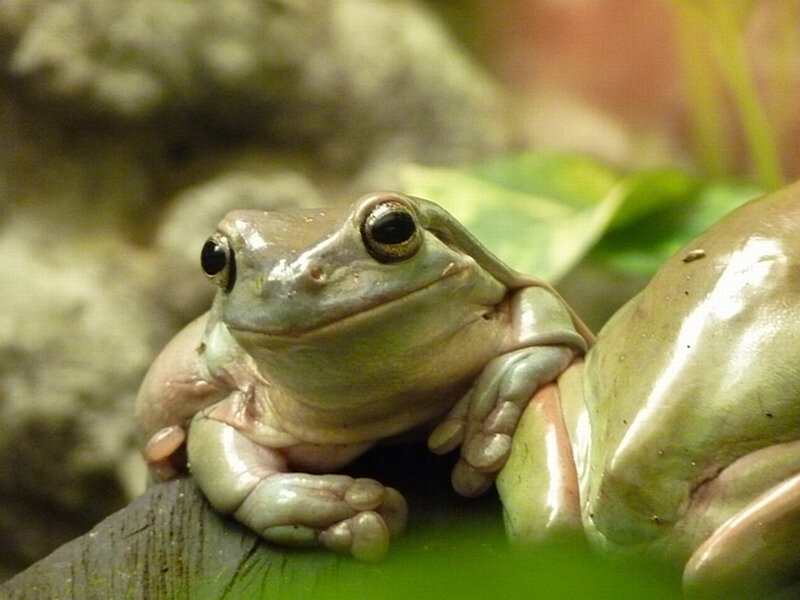 Green Tree Frog — Calm, Photograph, Leaf, Rock