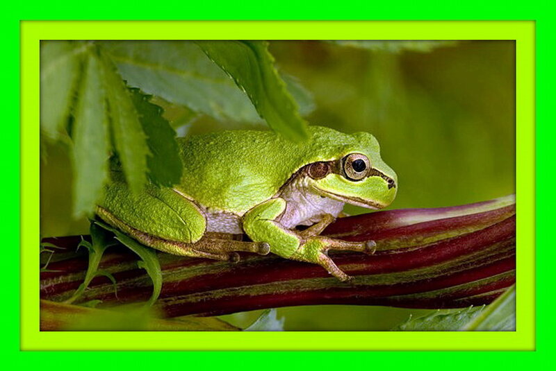 Green Tree Frog — Calm, Photograph, Leaf, Stem