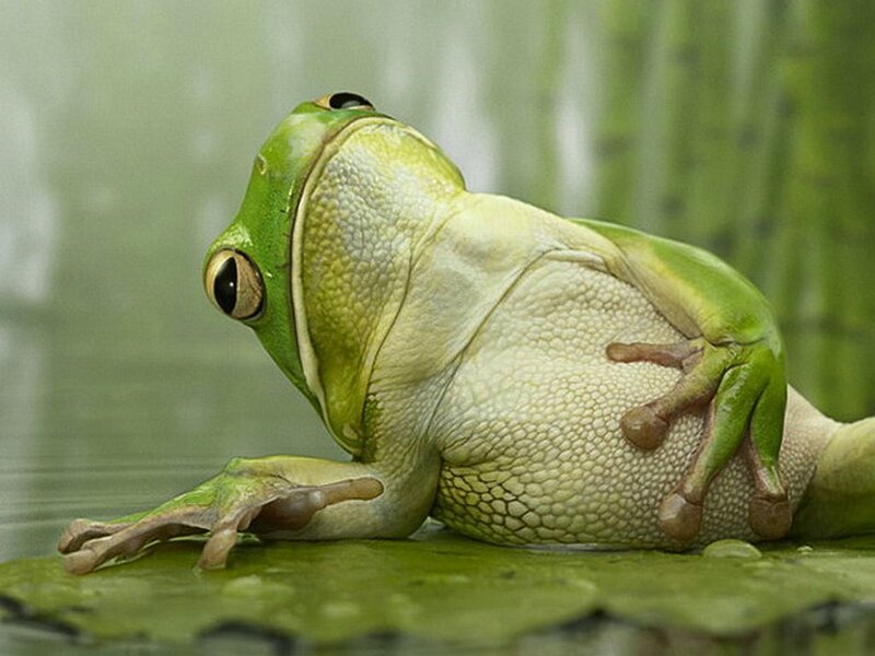 Green Tree Frog — Calm, Photograph, Leaf