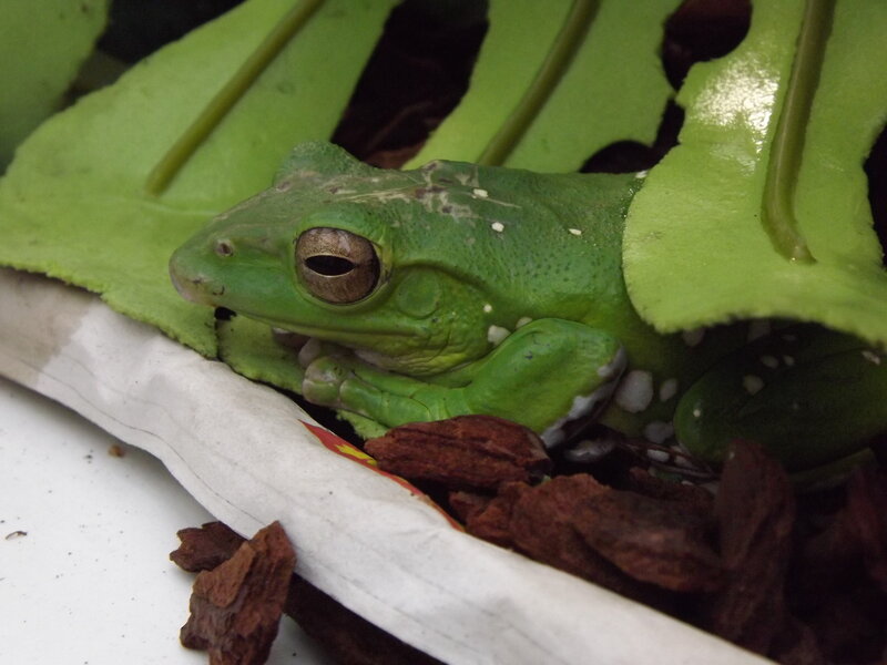 Green Tree Frog — Calm, Photograph, Leaf, Wood Chips