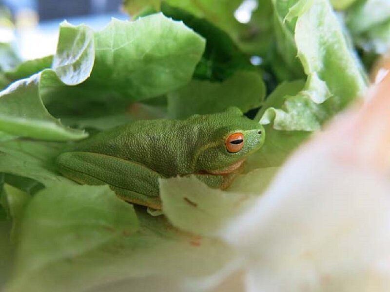 Green Tree Frog — Calm, Photograph, Lettuce