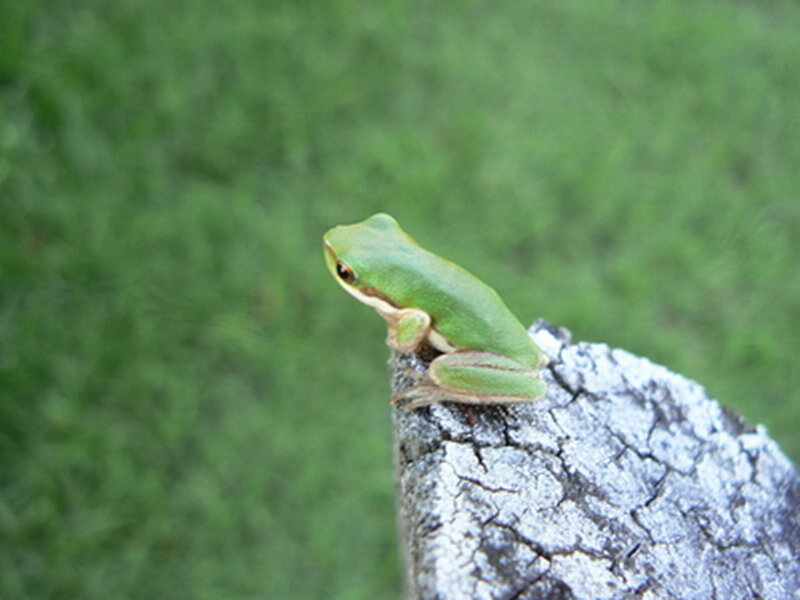 Green Tree Frog — Calm, Photograph, Log, Grass