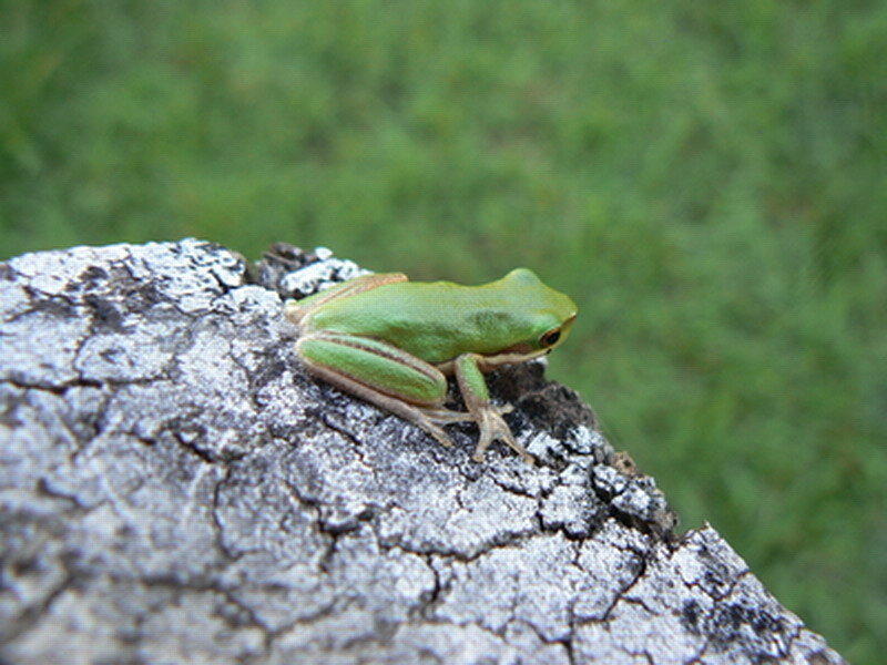Green Tree Frog — Calm, Photograph, Log
