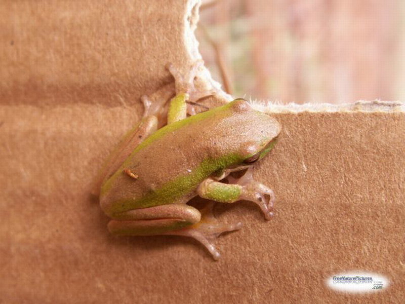 Green Tree Frog — Calm, Photograph, Paper