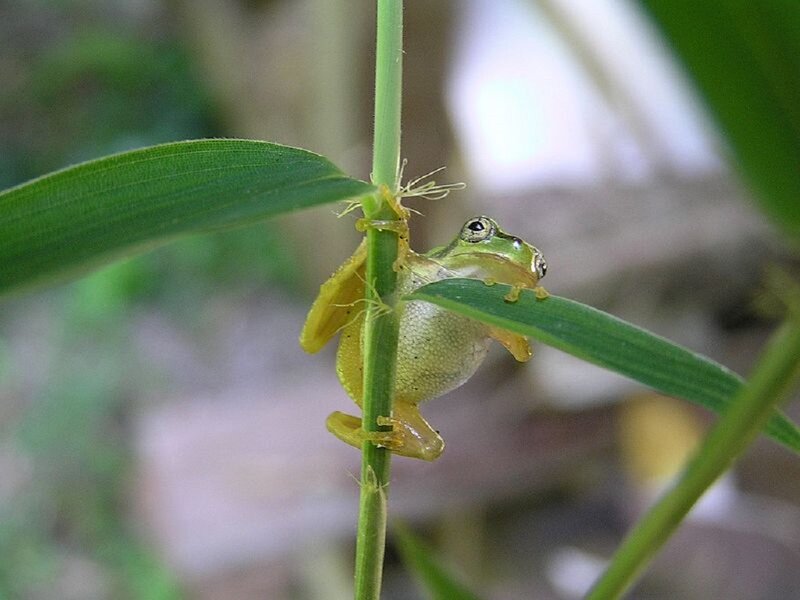 Green Tree Frog — Calm, Photograph, Plant, Leaf