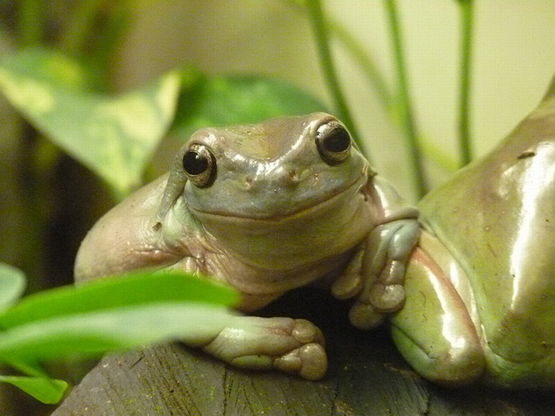 Green Tree Frog — Calm, Photograph, Plant, Log