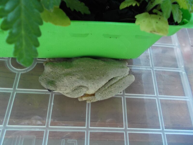 Green Tree Frog — Calm, Photograph, Plant, Pot