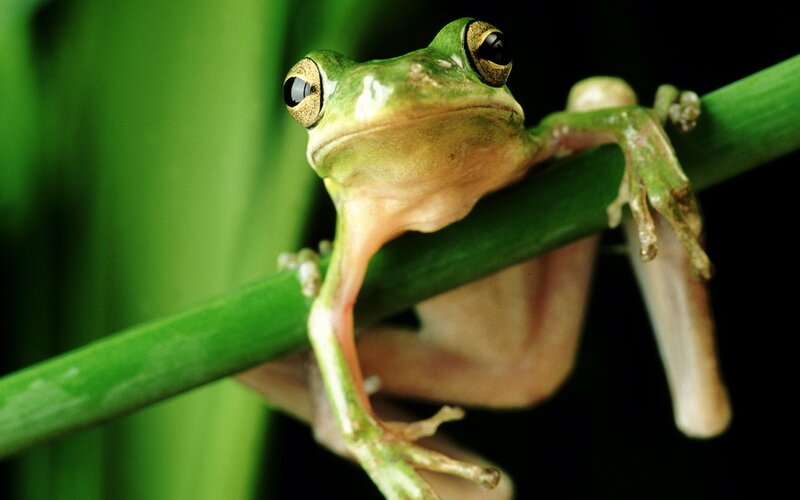 Green Tree Frog — Calm, Photograph, Plant Stem, Black