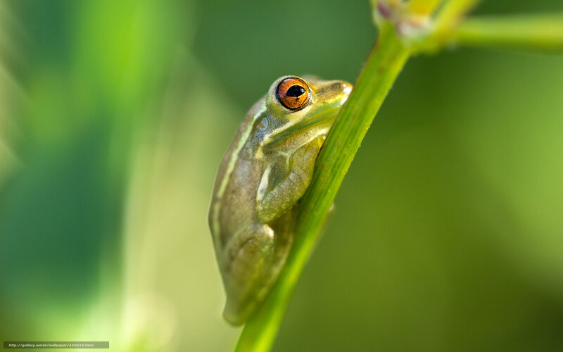 Green Tree Frog — Calm, Photograph, Plant Stem, Eye