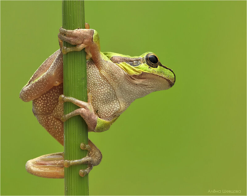 Green Tree Frog — Calm, Photograph, Plant Stem, Green Background