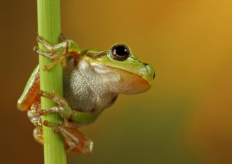 Green Tree Frog — Calm, Photograph, Plant Stem
