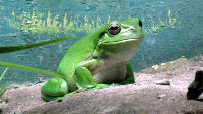 Green Tree Frog — Calm, Photograph, Plant