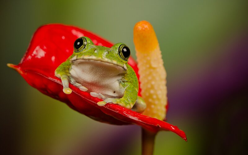 Green Tree Frog — Calm, Photograph, Red Flower