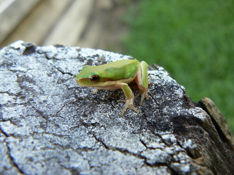 Green Tree Frog — Calm, Photograph, Rock, Grass