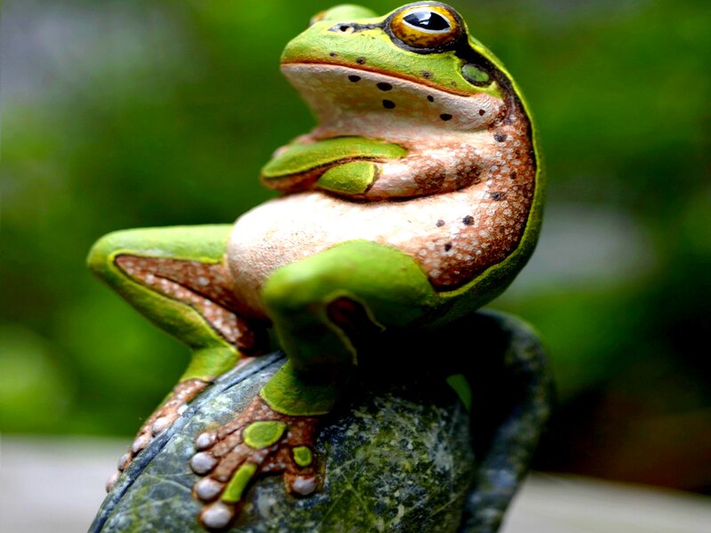 Green Tree Frog — Calm, Photograph, Rock, Green Foliage