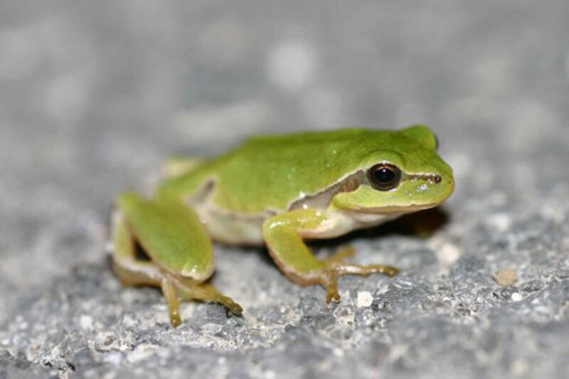 Green Tree Frog — Calm, Photograph, Rock