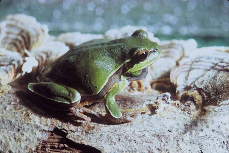 Green Tree Frog — Calm, Photograph, Rock, Tree Bark
