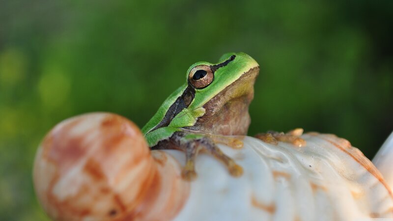 Green Tree Frog — Calm, Photograph, Shell