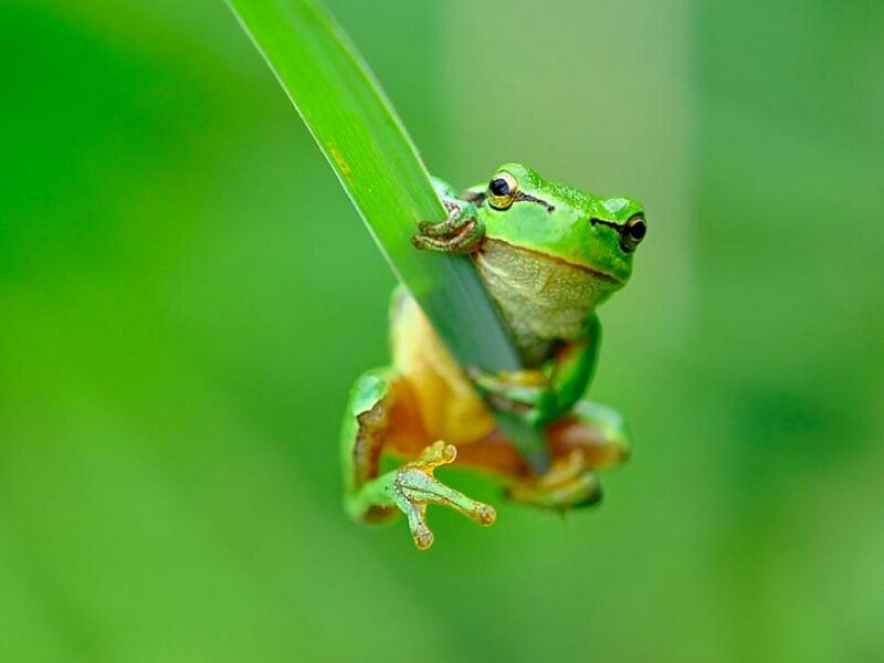 Green Tree Frog — Calm, Photograph