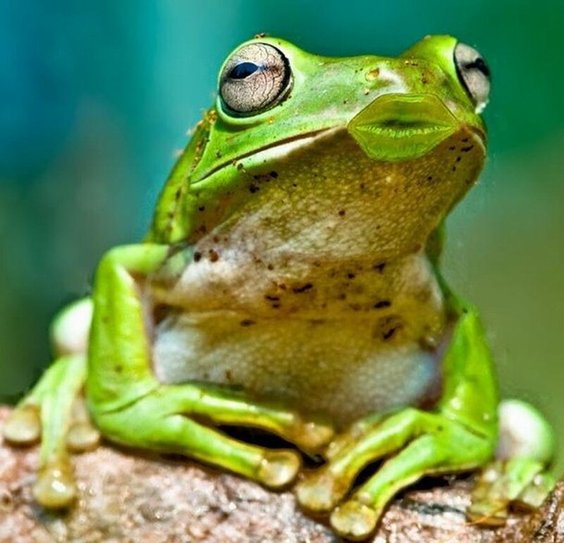 Green Tree Frog — Calm, Photograph, Tree Branch, Eyes
