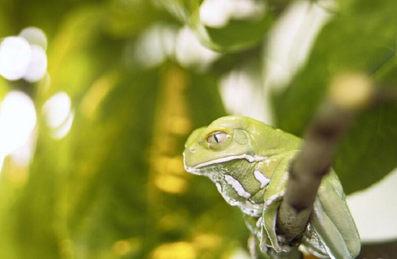 Green Tree Frog — Calm, Photograph, Tree Branch, Leaves