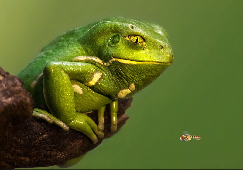 Green Tree Frog — Calm, Photograph, Tree Branch