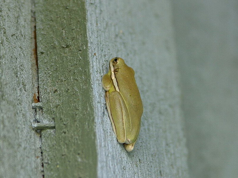Green Tree Frog — Calm, Photograph, Wall, Crack